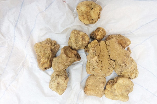 Truffeltijd: Italiaans bij Al Ninèn in de Jordaan – Amsterdam