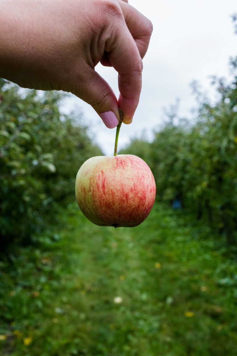 landgoed de olmenhorst